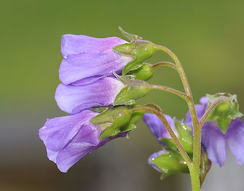 False Jacob's Ladder - Polemonium reptans Habitat: Pondside; deciduous forest
https://www.jungledragon.com/image/127774/false_jacobs_ladder_-_polemonium_reptans.html
https://www.jungledragon.com/image/127776/false_jacobs_ladder_-_polemonium_reptans.html
https://www.jungledragon.com/image/127775/false_jacobs_ladder_-_polemonium_reptans.html
https://www.jungledragon.com/image/127787/false_jacobs_ladder_-_polemonium_reptans.html Geotagged,Greek Valerian,Polemonium,Polemonium reptans,Spring,United States