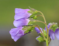 False Jacob's Ladder - Polemonium reptans Habitat: Pondside; deciduous forest<br />
https://www.jungledragon.com/image/127774/false_jacobs_ladder_-_polemonium_reptans.html<br />
https://www.jungledragon.com/image/127776/false_jacobs_ladder_-_polemonium_reptans.html<br />
https://www.jungledragon.com/image/127775/false_jacobs_ladder_-_polemonium_reptans.html<br />
https://www.jungledragon.com/image/127787/false_jacobs_ladder_-_polemonium_reptans.html Geotagged,Greek Valerian,Polemonium,Polemonium reptans,Spring,United States