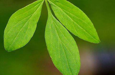 False Jacob's Ladder - Polemonium reptans Habitat: Pondside; deciduous forest
https://www.jungledragon.com/image/127774/false_jacobs_ladder_-_polemonium_reptans.html
https://www.jungledragon.com/image/127776/false_jacobs_ladder_-_polemonium_reptans.html
https://www.jungledragon.com/image/127775/false_jacobs_ladder_-_polemonium_reptans.html
https://www.jungledragon.com/image/127787/false_jacobs_ladder_-_polemonium_reptans.html Geotagged,Greek Valerian,Polemonium reptans,Spring,United States
