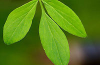 False Jacob's Ladder - Polemonium reptans Habitat: Pondside; deciduous forest<br />
https://www.jungledragon.com/image/127774/false_jacobs_ladder_-_polemonium_reptans.html<br />
https://www.jungledragon.com/image/127776/false_jacobs_ladder_-_polemonium_reptans.html<br />
https://www.jungledragon.com/image/127775/false_jacobs_ladder_-_polemonium_reptans.html<br />
https://www.jungledragon.com/image/127787/false_jacobs_ladder_-_polemonium_reptans.html Geotagged,Greek Valerian,Polemonium reptans,Spring,United States