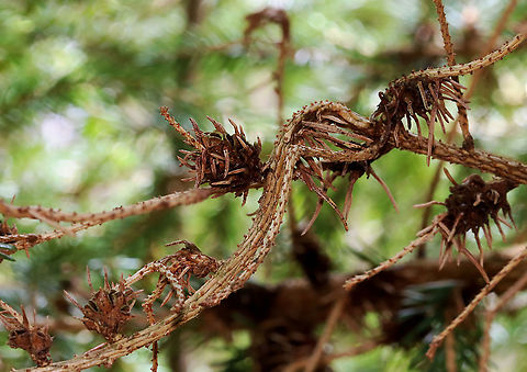 Pineapple Galls - Adelges abietis Habitat: Spruce (Picea sp.); mixed forest Adelges,Adelges abietis,Geotagged,Pineapple gall adelgid,Spring,United States,adelgids,galls,picea,pineapple galls,spruce,spruce galls