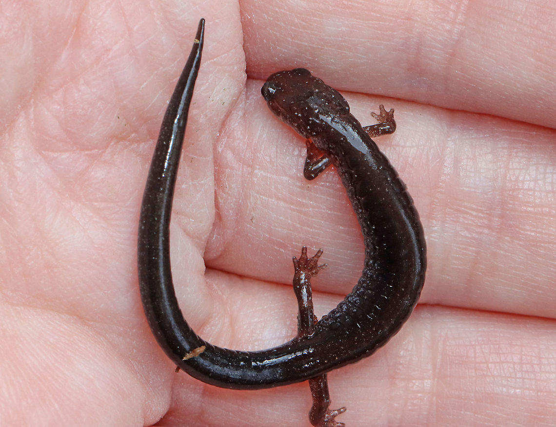 Lead-backed Salamander - Plethodon cinereus I nearly stepped on this salamander. It appeared sick/dead/frozen/injured. I have no idea what it was doing. So, I picked it up, warmed it in my hands, and thankfully, it recovered. I let it go after a few minutes and it scampered off.<br />
<br />
Plethodon cinereus exhibits color polymorphism with two common color variations - the &#039;red-backed&#039; variety has a red dorsal stripe that tapers towards the tail and the &#039;lead-backed&#039; variety lacks most or all of the red pigmentation. This spotting shows the lead-backed variety.<br />
<br />
Habitat: Mixed forest<br />
<figure class="photo"><a href="https://www.jungledragon.com/image/127800/lead-backed_salamander_-_plethodon_cinereus.html" title="Lead-backed Salamander - Plethodon cinereus"><img src="https://s3.amazonaws.com/media.jungledragon.com/images/3232/127800_thumb.jpg?AWSAccessKeyId=05GMT0V3GWVNE7GGM1R2&Expires=1769040010&Signature=T0k9VbDFgdIbIRhwoNuWT6T3ZEY%3D" width="200" height="142" alt="Lead-backed Salamander - Plethodon cinereus I nearly stepped on this salamander. It appeared sick/dead/frozen/injured. I have no idea what it was doing. So, I picked it up, warmed it in my hands, and thankfully, it recovered. I let it go after a few minutes and it scampered off.<br />
<br />
Plethodon cinereus exhibits color polymorphism with two common color variations - the &#039;red-backed&#039; variety has a red dorsal stripe that tapers towards the tail and the &#039;lead-backed&#039; variety lacks most or all of the red pigmentation. This spotting shows the lead-backed variety.<br />
<br />
Habitat: Mixed forest<br />
https://www.jungledragon.com/image/127799/lead-backed_salamander_-_plethodon_cinereus.html Geotagged,Plethodon cinereus,Red-backed salamander,Spring,United States,lead-backed salamander,plethodon,salamander" /></a></figure> Geotagged,Plethodon cinereus,Red-backed salamander,Spring,United States