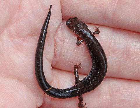 Lead-backed Salamander - Plethodon cinereus I nearly stepped on this salamander. It appeared sick/dead/frozen/injured. I have no idea what it was doing. So, I picked it up, warmed it in my hands, and thankfully, it recovered. I let it go after a few minutes and it scampered off.

Plethodon cinereus exhibits color polymorphism with two common color variations - the 'red-backed' variety has a red dorsal stripe that tapers towards the tail and the 'lead-backed' variety lacks most or all of the red pigmentation. This spotting shows the lead-backed variety.

Habitat: Mixed forest
https://www.jungledragon.com/image/127800/lead-backed_salamander_-_plethodon_cinereus.html Geotagged,Plethodon cinereus,Red-backed salamander,Spring,United States