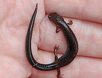 Lead-backed Salamander - Plethodon cinereus I nearly stepped on this salamander. It appeared sick/dead/frozen/injured. I have no idea what it was doing. So, I picked it up, warmed it in my hands, and thankfully, it recovered. I let it go after a few minutes and it scampered off.<br />
<br />
Plethodon cinereus exhibits color polymorphism with two common color variations - the 'red-backed' variety has a red dorsal stripe that tapers towards the tail and the 'lead-backed' variety lacks most or all of the red pigmentation. This spotting shows the lead-backed variety.<br />
<br />
Habitat: Mixed forest<br />
https://www.jungledragon.com/image/127800/lead-backed_salamander_-_plethodon_cinereus.html Geotagged,Plethodon cinereus,Red-backed salamander,Spring,United States