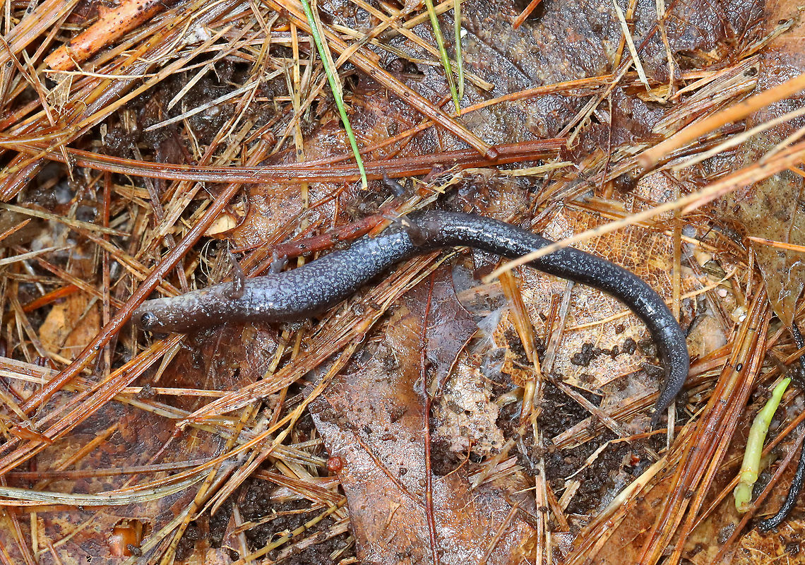 Lead-backed Salamander - Plethodon cinereus I nearly stepped on this salamander. It appeared sick/dead/frozen/injured. I have no idea what it was doing. So, I picked it up, warmed it in my hands, and thankfully, it recovered. I let it go after a few minutes and it scampered off.<br />
<br />
Plethodon cinereus exhibits color polymorphism with two common color variations - the &#039;red-backed&#039; variety has a red dorsal stripe that tapers towards the tail and the &#039;lead-backed&#039; variety lacks most or all of the red pigmentation. This spotting shows the lead-backed variety.<br />
<br />
Habitat: Mixed forest<br />
<figure class="photo"><a href="https://www.jungledragon.com/image/127799/lead-backed_salamander_-_plethodon_cinereus.html" title="Lead-backed Salamander - Plethodon cinereus"><img src="https://s3.amazonaws.com/media.jungledragon.com/images/3232/127799_thumb.jpg?AWSAccessKeyId=05GMT0V3GWVNE7GGM1R2&Expires=1759968010&Signature=lvyau%2Bmnjp%2FExAUdLx5JKhjsImE%3D" width="200" height="154" alt="Lead-backed Salamander - Plethodon cinereus I nearly stepped on this salamander. It appeared sick/dead/frozen/injured. I have no idea what it was doing. So, I picked it up, warmed it in my hands, and thankfully, it recovered. I let it go after a few minutes and it scampered off.<br />
<br />
Plethodon cinereus exhibits color polymorphism with two common color variations - the &#039;red-backed&#039; variety has a red dorsal stripe that tapers towards the tail and the &#039;lead-backed&#039; variety lacks most or all of the red pigmentation. This spotting shows the lead-backed variety.<br />
<br />
Habitat: Mixed forest<br />
https://www.jungledragon.com/image/127800/lead-backed_salamander_-_plethodon_cinereus.html Geotagged,Plethodon cinereus,Red-backed salamander,Spring,United States" /></a></figure> Geotagged,Plethodon cinereus,Red-backed salamander,Spring,United States,lead-backed salamander,plethodon,salamander