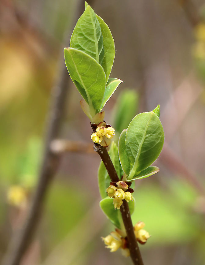 Common Spicebush - Lindera benzoin The leaves of spicebush are very aromatic and have a citrus smell. The leaves, buds, and young twigs can be made into tea. The fruit will turn red when ripe.<br />
<figure class="photo"><a href="https://www.jungledragon.com/image/127849/common_spicebush_-_lindera_benzoin.html" title="Common Spicebush - Lindera benzoin"><img src="https://s3.amazonaws.com/media.jungledragon.com/images/3232/127849_thumb.jpg?AWSAccessKeyId=05GMT0V3GWVNE7GGM1R2&Expires=1759968010&Signature=sWuPtAG8aoMNCsKS0Xk3qFufQkg%3D" width="102" height="152" alt="Common Spicebush - Lindera benzoin The leaves of spicebush are very aromatic and have a citrus smell. The leaves, buds, and young twigs can be made into tea. The fruit will turn red when ripe.<br />
https://www.jungledragon.com/image/127848/common_spicebush_-_lindera_benzoin.html Common spicebush,Geotagged,Lindera benzoin,Spring,United States" /></a></figure><br />
 Common spicebush,Geotagged,Lindera,Lindera benzoin,Spring,United States,spicebush