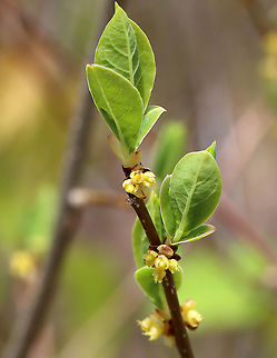 Common Spicebush - Lindera benzoin The leaves of spicebush are very aromatic and have a citrus smell. The leaves, buds, and young twigs can be made into tea. The fruit will turn red when ripe.
https://www.jungledragon.com/image/127849/common_spicebush_-_lindera_benzoin.html
 Common spicebush,Geotagged,Lindera,Lindera benzoin,Spring,United States,spicebush