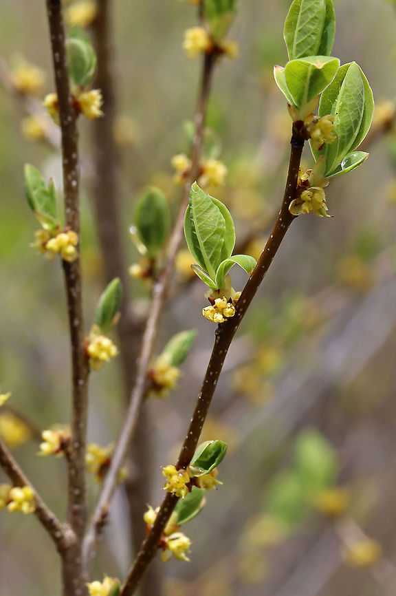 Common Spicebush - Lindera benzoin The leaves of spicebush are very aromatic and have a citrus smell. The leaves, buds, and young twigs can be made into tea. The fruit will turn red when ripe.<br />
<figure class="photo"><a href="https://www.jungledragon.com/image/127848/common_spicebush_-_lindera_benzoin.html" title="Common Spicebush - Lindera benzoin"><img src="https://s3.amazonaws.com/media.jungledragon.com/images/3232/127848_thumb.jpg?AWSAccessKeyId=05GMT0V3GWVNE7GGM1R2&Expires=1767225610&Signature=P7FxSN%2FlOB11FFEGL38ZdWGdodM%3D" width="118" height="152" alt="Common Spicebush - Lindera benzoin The leaves of spicebush are very aromatic and have a citrus smell. The leaves, buds, and young twigs can be made into tea. The fruit will turn red when ripe.<br />
https://www.jungledragon.com/image/127849/common_spicebush_-_lindera_benzoin.html<br />
 Common spicebush,Geotagged,Lindera,Lindera benzoin,Spring,United States,spicebush" /></a></figure> Common spicebush,Geotagged,Lindera benzoin,Spring,United States