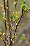 Common Spicebush - Lindera benzoin The leaves of spicebush are very aromatic and have a citrus smell. The leaves, buds, and young twigs can be made into tea. The fruit will turn red when ripe.<br />
https://www.jungledragon.com/image/127848/common_spicebush_-_lindera_benzoin.html Common spicebush,Geotagged,Lindera benzoin,Spring,United States