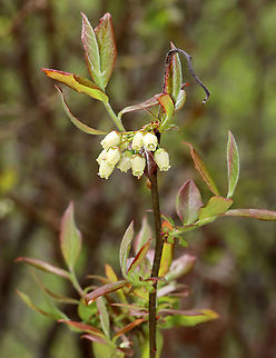 Black Highbush Blueberry - Vaccinium fuscatum It is distinguished from other highbush blueberries by the hairs and dingy color of the undersides of the leaves. Also, the fruit lack a white (glaucous) coating.

Habitat: Moist forest
https://www.jungledragon.com/image/127875/black_highbush_blueberry_-_vaccinium_fuscatum.html
 Black Highbush Blueberry,Geotagged,Spring,United States,Vaccinium fuscatum