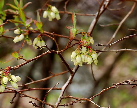 Black Highbush Blueberry - Vaccinium fuscatum It is distinguished from other highbush blueberries by the hairs and dingy color of the undersides of the leaves. Also, the fruit lack a white (glaucous) coating.

Habitat: Moist forest
https://www.jungledragon.com/image/127874/black_highbush_blueberry_-_vaccinium_fuscatum.html Black Highbush Blueberry,Geotagged,Spring,United States,Vaccinium fuscatum,blueberry,highbush blueberry,vaccinium