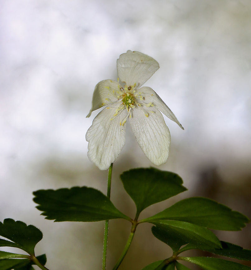 Wood Anemone - Anemonoides quinquefolia Habitat: Deciduous forest<br />
<figure class="photo"><a href="https://www.jungledragon.com/image/127878/wood_anemone_-_anemonoides_quinquefolia.html" title="Wood Anemone - Anemonoides quinquefolia"><img src="https://s3.amazonaws.com/media.jungledragon.com/images/3232/127878_thumb.jpg?AWSAccessKeyId=05GMT0V3GWVNE7GGM1R2&Expires=1759968010&Signature=x0cmA0JGDbfVf676TyvI%2B7TliyE%3D" width="200" height="160" alt="Wood Anemone - Anemonoides quinquefolia Habitat: Deciduous forest<br />
https://www.jungledragon.com/image/127878/wood_anemone_-_anemonoides_quinquefolia.html<br />
https://www.jungledragon.com/image/127877/wood_anemone_-_anemonoides_quinquefolia.html<br />
https://www.jungledragon.com/image/127876/wood_anemone_-_anemonoides_quinquefolia.html Anemonoides,Anemonoides quinquefolia,Geotagged,Spring,United States,Wood Anemone,anemone" /></a></figure><br />
<figure class="photo"><a href="https://www.jungledragon.com/image/127877/wood_anemone_-_anemonoides_quinquefolia.html" title="Wood Anemone - Anemonoides quinquefolia"><img src="https://s3.amazonaws.com/media.jungledragon.com/images/3232/127877_thumb.jpg?AWSAccessKeyId=05GMT0V3GWVNE7GGM1R2&Expires=1759968010&Signature=%2B8k1tdOt9itkGyQ18II0g3lKwHA%3D" width="114" height="152" alt="Wood Anemone - Anemonoides quinquefolia Habitat: Deciduous forest<br />
https://www.jungledragon.com/image/127878/wood_anemone_-_anemonoides_quinquefolia.html<br />
https://www.jungledragon.com/image/127877/wood_anemone_-_anemonoides_quinquefolia.html<br />
https://www.jungledragon.com/image/127876/wood_anemone_-_anemonoides_quinquefolia.html Anemonoides quinquefolia,Geotagged,Spring,United States,Wood Anemone" /></a></figure><br />
<figure class="photo"><a href="https://www.jungledragon.com/image/127876/wood_anemone_-_anemonoides_quinquefolia.html" title="Wood Anemone - Anemonoides quinquefolia"><img src="https://s3.amazonaws.com/media.jungledragon.com/images/3232/127876_thumb.jpg?AWSAccessKeyId=05GMT0V3GWVNE7GGM1R2&Expires=1759968010&Signature=0eLvx3enmyuyFusXp4MYEv5NdVo%3D" width="142" height="152" alt="Wood Anemone - Anemonoides quinquefolia Habitat: Deciduous forest<br />
https://www.jungledragon.com/image/127878/wood_anemone_-_anemonoides_quinquefolia.html<br />
https://www.jungledragon.com/image/127877/wood_anemone_-_anemonoides_quinquefolia.html<br />
https://www.jungledragon.com/image/127876/wood_anemone_-_anemonoides_quinquefolia.html Anemonoides quinquefolia,Geotagged,Spring,United States,Wood Anemone" /></a></figure> Anemonoides quinquefolia,Geotagged,Spring,United States,Wood Anemone