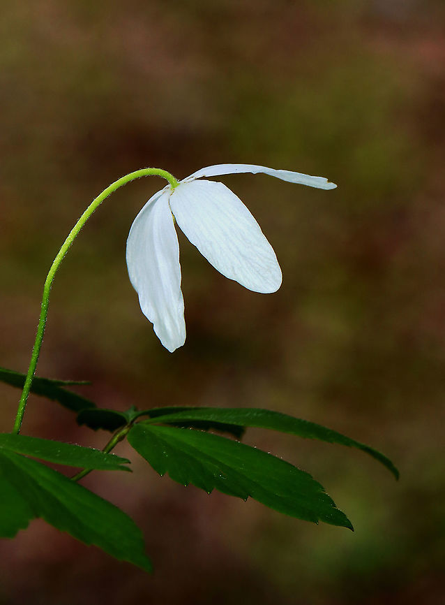 Wood Anemone - Anemonoides quinquefolia Habitat: Deciduous forest<br />
<figure class="photo"><a href="https://www.jungledragon.com/image/127878/wood_anemone_-_anemonoides_quinquefolia.html" title="Wood Anemone - Anemonoides quinquefolia"><img src="https://s3.amazonaws.com/media.jungledragon.com/images/3232/127878_thumb.jpg?AWSAccessKeyId=05GMT0V3GWVNE7GGM1R2&Expires=1759968010&Signature=x0cmA0JGDbfVf676TyvI%2B7TliyE%3D" width="200" height="160" alt="Wood Anemone - Anemonoides quinquefolia Habitat: Deciduous forest<br />
https://www.jungledragon.com/image/127878/wood_anemone_-_anemonoides_quinquefolia.html<br />
https://www.jungledragon.com/image/127877/wood_anemone_-_anemonoides_quinquefolia.html<br />
https://www.jungledragon.com/image/127876/wood_anemone_-_anemonoides_quinquefolia.html Anemonoides,Anemonoides quinquefolia,Geotagged,Spring,United States,Wood Anemone,anemone" /></a></figure><br />
<figure class="photo"><a href="https://www.jungledragon.com/image/127877/wood_anemone_-_anemonoides_quinquefolia.html" title="Wood Anemone - Anemonoides quinquefolia"><img src="https://s3.amazonaws.com/media.jungledragon.com/images/3232/127877_thumb.jpg?AWSAccessKeyId=05GMT0V3GWVNE7GGM1R2&Expires=1759968010&Signature=%2B8k1tdOt9itkGyQ18II0g3lKwHA%3D" width="114" height="152" alt="Wood Anemone - Anemonoides quinquefolia Habitat: Deciduous forest<br />
https://www.jungledragon.com/image/127878/wood_anemone_-_anemonoides_quinquefolia.html<br />
https://www.jungledragon.com/image/127877/wood_anemone_-_anemonoides_quinquefolia.html<br />
https://www.jungledragon.com/image/127876/wood_anemone_-_anemonoides_quinquefolia.html Anemonoides quinquefolia,Geotagged,Spring,United States,Wood Anemone" /></a></figure><br />
<figure class="photo"><a href="https://www.jungledragon.com/image/127876/wood_anemone_-_anemonoides_quinquefolia.html" title="Wood Anemone - Anemonoides quinquefolia"><img src="https://s3.amazonaws.com/media.jungledragon.com/images/3232/127876_thumb.jpg?AWSAccessKeyId=05GMT0V3GWVNE7GGM1R2&Expires=1759968010&Signature=0eLvx3enmyuyFusXp4MYEv5NdVo%3D" width="142" height="152" alt="Wood Anemone - Anemonoides quinquefolia Habitat: Deciduous forest<br />
https://www.jungledragon.com/image/127878/wood_anemone_-_anemonoides_quinquefolia.html<br />
https://www.jungledragon.com/image/127877/wood_anemone_-_anemonoides_quinquefolia.html<br />
https://www.jungledragon.com/image/127876/wood_anemone_-_anemonoides_quinquefolia.html Anemonoides quinquefolia,Geotagged,Spring,United States,Wood Anemone" /></a></figure> Anemonoides quinquefolia,Geotagged,Spring,United States,Wood Anemone