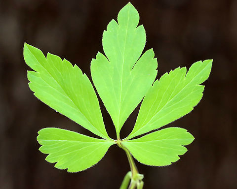 Wood Anemone - Anemonoides quinquefolia Habitat: Deciduous forest
https://www.jungledragon.com/image/127878/wood_anemone_-_anemonoides_quinquefolia.html
https://www.jungledragon.com/image/127877/wood_anemone_-_anemonoides_quinquefolia.html
https://www.jungledragon.com/image/127876/wood_anemone_-_anemonoides_quinquefolia.html Anemonoides,Anemonoides quinquefolia,Geotagged,Spring,United States,Wood Anemone,anemone