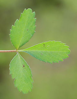 Dwarf Ginseng - Panax trifolius Habitat: Moist forest
https://www.jungledragon.com/image/127897/dwarf_ginseng_-_panax_trifolius.html
https://www.jungledragon.com/image/127899/dwarf_ginseng_-_panax_trifolius.html
https://www.jungledragon.com/image/127898/dwarf_ginseng_-_panax_trifolius.html Dwarf ginseng,Geotagged,Panax trifolius,Spring,United States