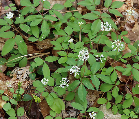 Dwarf Ginseng - Panax trifolius Habitat: Moist forest
https://www.jungledragon.com/image/127897/dwarf_ginseng_-_panax_trifolius.html
https://www.jungledragon.com/image/127899/dwarf_ginseng_-_panax_trifolius.html
https://www.jungledragon.com/image/127898/dwarf_ginseng_-_panax_trifolius.html Dwarf ginseng,Geotagged,Panax trifolius,Spring,United States