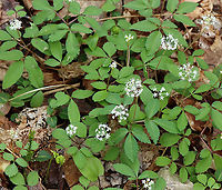 Dwarf Ginseng - Panax trifolius Habitat: Moist forest<br />
https://www.jungledragon.com/image/127897/dwarf_ginseng_-_panax_trifolius.html<br />
https://www.jungledragon.com/image/127899/dwarf_ginseng_-_panax_trifolius.html<br />
https://www.jungledragon.com/image/127898/dwarf_ginseng_-_panax_trifolius.html Dwarf ginseng,Geotagged,Panax trifolius,Spring,United States