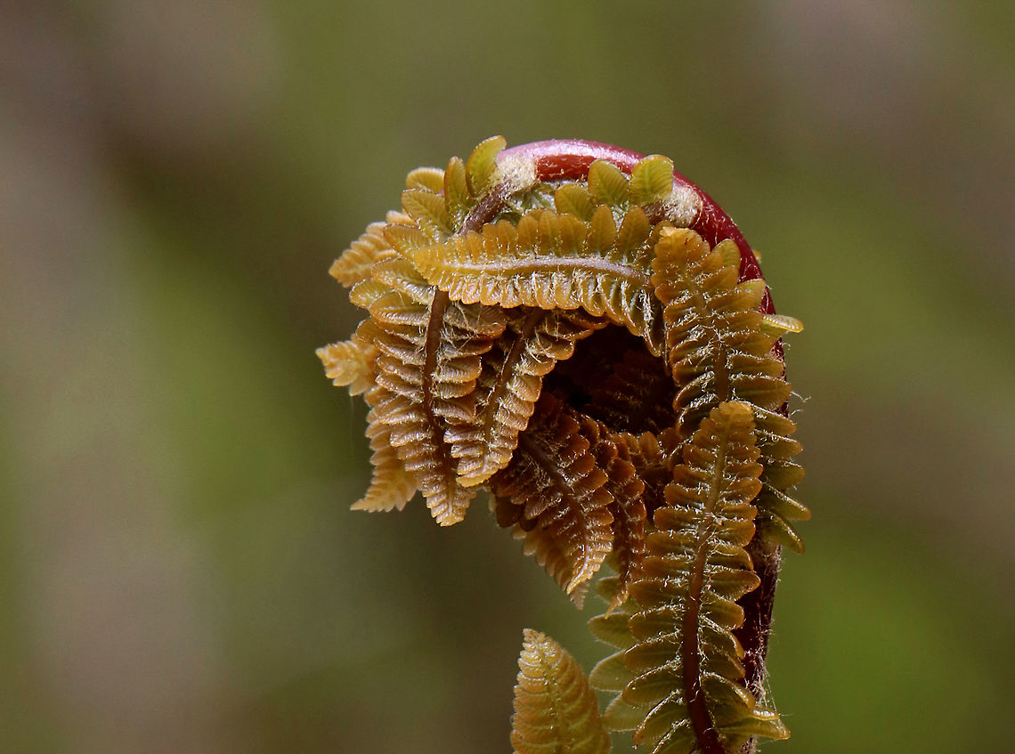 Fern - Order Polypodiales, Osmunda claytoniana Habitat: Wet forest; growing near a river<br />
<figure class="photo"><a href="https://www.jungledragon.com/image/127901/fern_-_order_polypodiales_osmunda_claytoniana.html" title="Fern - Order Polypodiales, Osmunda claytoniana"><img src="https://s3.amazonaws.com/media.jungledragon.com/images/3232/127901_thumb.jpg?AWSAccessKeyId=05GMT0V3GWVNE7GGM1R2&Expires=1769040010&Signature=tDHGQ4ajz%2Bzk31PyXdIIDAjR58o%3D" width="200" height="150" alt="Fern - Order Polypodiales, Osmunda claytoniana Habitat: Wet forest; growing near a river<br />
https://www.jungledragon.com/image/127901/fern_-_order_polypodiales.html<br />
https://www.jungledragon.com/image/127903/ferns_-_order_polypodiales.html<br />
https://www.jungledragon.com/image/127902/fern_-_order_polypodiales.html Geotagged,Interrupted Fern,Osmunda claytoniana,Spring,United States" /></a></figure><br />
<figure class="photo"><a href="https://www.jungledragon.com/image/127903/ferns_-_order_polypodiales_osmunda_claytoniana.html" title="Ferns - Order Polypodiales, Osmunda claytoniana"><img src="https://s3.amazonaws.com/media.jungledragon.com/images/3232/127903_thumb.jpg?AWSAccessKeyId=05GMT0V3GWVNE7GGM1R2&Expires=1769040010&Signature=iiPMnnBpNqh4kj3kmRsD5SyFJ6k%3D" width="102" height="152" alt="Ferns - Order Polypodiales, Osmunda claytoniana Habitat: Wet forest; growing near a river<br />
https://www.jungledragon.com/image/127901/fern_-_order_polypodiales.html<br />
https://www.jungledragon.com/image/127903/ferns_-_order_polypodiales.html<br />
https://www.jungledragon.com/image/127902/fern_-_order_polypodiales.html Geotagged,Interrupted Fern,Osmunda claytoniana,Spring,United States" /></a></figure><br />
<figure class="photo"><a href="https://www.jungledragon.com/image/127902/fern_-_order_polypodiales_osmunda_claytoniana.html" title="Fern - Order Polypodiales, Osmunda claytoniana"><img src="https://s3.amazonaws.com/media.jungledragon.com/images/3232/127902_thumb.jpg?AWSAccessKeyId=05GMT0V3GWVNE7GGM1R2&Expires=1769040010&Signature=AXrvIosMKBr6LHfmRVxHDapj3f4%3D" width="122" height="152" alt="Fern - Order Polypodiales, Osmunda claytoniana <br />
Habitat: Wet forest; growing near a river<br />
https://www.jungledragon.com/image/127901/fern_-_order_polypodiales.html<br />
https://www.jungledragon.com/image/127903/ferns_-_order_polypodiales.html<br />
https://www.jungledragon.com/image/127902/fern_-_order_polypodiales.html Geotagged,Interrupted Fern,Osmunda claytoniana,Polypodiales,Spring,United States,fern" /></a></figure> Geotagged,Interrupted Fern,Osmunda claytoniana,Spring,United States