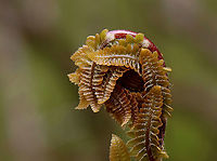 Fern - Order Polypodiales, Osmunda claytoniana Habitat: Wet forest; growing near a river<br />
https://www.jungledragon.com/image/127901/fern_-_order_polypodiales.html<br />
https://www.jungledragon.com/image/127903/ferns_-_order_polypodiales.html<br />
https://www.jungledragon.com/image/127902/fern_-_order_polypodiales.html Geotagged,Interrupted Fern,Osmunda claytoniana,Spring,United States