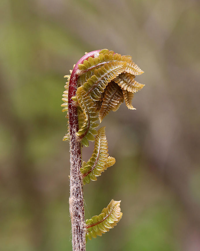 Fern - Order Polypodiales, Osmunda claytoniana <br />
Habitat: Wet forest; growing near a river<br />
<figure class="photo"><a href="https://www.jungledragon.com/image/127901/fern_-_order_polypodiales_osmunda_claytoniana.html" title="Fern - Order Polypodiales, Osmunda claytoniana"><img src="https://s3.amazonaws.com/media.jungledragon.com/images/3232/127901_thumb.jpg?AWSAccessKeyId=05GMT0V3GWVNE7GGM1R2&Expires=1769040010&Signature=tDHGQ4ajz%2Bzk31PyXdIIDAjR58o%3D" width="200" height="150" alt="Fern - Order Polypodiales, Osmunda claytoniana Habitat: Wet forest; growing near a river<br />
https://www.jungledragon.com/image/127901/fern_-_order_polypodiales.html<br />
https://www.jungledragon.com/image/127903/ferns_-_order_polypodiales.html<br />
https://www.jungledragon.com/image/127902/fern_-_order_polypodiales.html Geotagged,Interrupted Fern,Osmunda claytoniana,Spring,United States" /></a></figure><br />
<figure class="photo"><a href="https://www.jungledragon.com/image/127903/ferns_-_order_polypodiales_osmunda_claytoniana.html" title="Ferns - Order Polypodiales, Osmunda claytoniana"><img src="https://s3.amazonaws.com/media.jungledragon.com/images/3232/127903_thumb.jpg?AWSAccessKeyId=05GMT0V3GWVNE7GGM1R2&Expires=1769040010&Signature=iiPMnnBpNqh4kj3kmRsD5SyFJ6k%3D" width="102" height="152" alt="Ferns - Order Polypodiales, Osmunda claytoniana Habitat: Wet forest; growing near a river<br />
https://www.jungledragon.com/image/127901/fern_-_order_polypodiales.html<br />
https://www.jungledragon.com/image/127903/ferns_-_order_polypodiales.html<br />
https://www.jungledragon.com/image/127902/fern_-_order_polypodiales.html Geotagged,Interrupted Fern,Osmunda claytoniana,Spring,United States" /></a></figure><br />
<figure class="photo"><a href="https://www.jungledragon.com/image/127902/fern_-_order_polypodiales_osmunda_claytoniana.html" title="Fern - Order Polypodiales, Osmunda claytoniana"><img src="https://s3.amazonaws.com/media.jungledragon.com/images/3232/127902_thumb.jpg?AWSAccessKeyId=05GMT0V3GWVNE7GGM1R2&Expires=1769040010&Signature=AXrvIosMKBr6LHfmRVxHDapj3f4%3D" width="122" height="152" alt="Fern - Order Polypodiales, Osmunda claytoniana <br />
Habitat: Wet forest; growing near a river<br />
https://www.jungledragon.com/image/127901/fern_-_order_polypodiales.html<br />
https://www.jungledragon.com/image/127903/ferns_-_order_polypodiales.html<br />
https://www.jungledragon.com/image/127902/fern_-_order_polypodiales.html Geotagged,Interrupted Fern,Osmunda claytoniana,Polypodiales,Spring,United States,fern" /></a></figure> Geotagged,Interrupted Fern,Osmunda claytoniana,Polypodiales,Spring,United States,fern