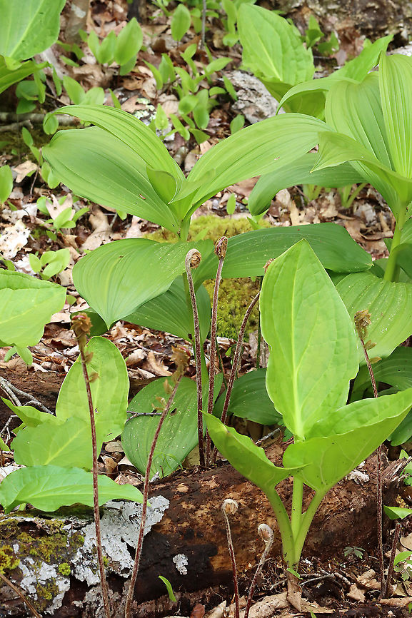 Ferns - Order Polypodiales, Osmunda claytoniana Habitat: Wet forest; growing near a river<br />
<figure class="photo"><a href="https://www.jungledragon.com/image/127901/fern_-_order_polypodiales_osmunda_claytoniana.html" title="Fern - Order Polypodiales, Osmunda claytoniana"><img src="https://s3.amazonaws.com/media.jungledragon.com/images/3232/127901_thumb.jpg?AWSAccessKeyId=05GMT0V3GWVNE7GGM1R2&Expires=1759968010&Signature=MIsymP0GN0ZhxZ7n%2FnxmnDQMM6A%3D" width="200" height="150" alt="Fern - Order Polypodiales, Osmunda claytoniana Habitat: Wet forest; growing near a river<br />
https://www.jungledragon.com/image/127901/fern_-_order_polypodiales.html<br />
https://www.jungledragon.com/image/127903/ferns_-_order_polypodiales.html<br />
https://www.jungledragon.com/image/127902/fern_-_order_polypodiales.html Geotagged,Interrupted Fern,Osmunda claytoniana,Spring,United States" /></a></figure><br />
<figure class="photo"><a href="https://www.jungledragon.com/image/127903/ferns_-_order_polypodiales_osmunda_claytoniana.html" title="Ferns - Order Polypodiales, Osmunda claytoniana"><img src="https://s3.amazonaws.com/media.jungledragon.com/images/3232/127903_thumb.jpg?AWSAccessKeyId=05GMT0V3GWVNE7GGM1R2&Expires=1759968010&Signature=858Z%2FBZrwqIE7OoehQn6sB6AIAc%3D" width="102" height="152" alt="Ferns - Order Polypodiales, Osmunda claytoniana Habitat: Wet forest; growing near a river<br />
https://www.jungledragon.com/image/127901/fern_-_order_polypodiales.html<br />
https://www.jungledragon.com/image/127903/ferns_-_order_polypodiales.html<br />
https://www.jungledragon.com/image/127902/fern_-_order_polypodiales.html Geotagged,Interrupted Fern,Osmunda claytoniana,Spring,United States" /></a></figure><br />
<figure class="photo"><a href="https://www.jungledragon.com/image/127902/fern_-_order_polypodiales_osmunda_claytoniana.html" title="Fern - Order Polypodiales, Osmunda claytoniana"><img src="https://s3.amazonaws.com/media.jungledragon.com/images/3232/127902_thumb.jpg?AWSAccessKeyId=05GMT0V3GWVNE7GGM1R2&Expires=1759968010&Signature=4IABqSfh5xvdw1TKrl9yjmdpaus%3D" width="122" height="152" alt="Fern - Order Polypodiales, Osmunda claytoniana <br />
Habitat: Wet forest; growing near a river<br />
https://www.jungledragon.com/image/127901/fern_-_order_polypodiales.html<br />
https://www.jungledragon.com/image/127903/ferns_-_order_polypodiales.html<br />
https://www.jungledragon.com/image/127902/fern_-_order_polypodiales.html Geotagged,Interrupted Fern,Osmunda claytoniana,Polypodiales,Spring,United States,fern" /></a></figure> Geotagged,Interrupted Fern,Osmunda claytoniana,Spring,United States