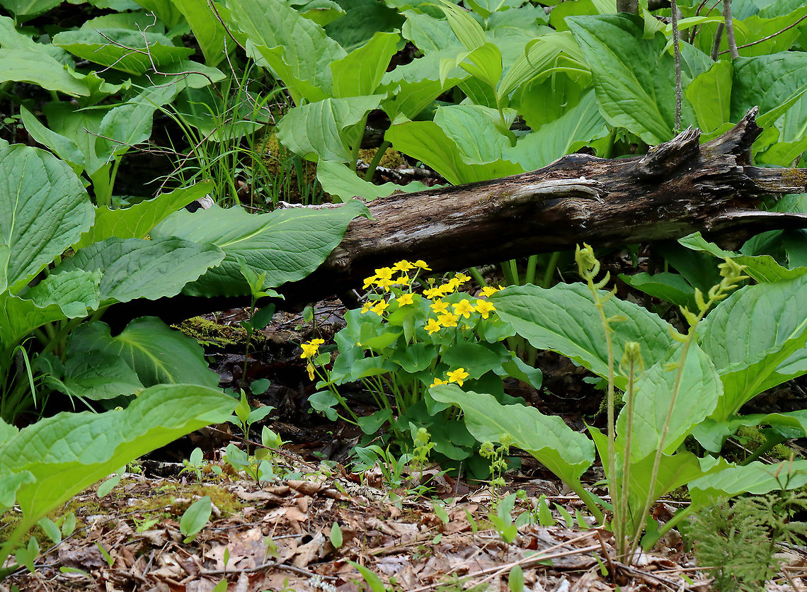 Marsh Marigold - Caltha palustris Habitat: Growing in a river&#039;s floodplain; Deciduous forest Caltha,Caltha palustris,Geotagged,Marsh Marigold,Spring,United States