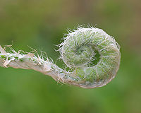 Christmas Fern Fiddlehead - Polystichum acrostichoides The young fiddleheads are silvery and heavily scaled.<br />
<br />
Habitat: Moist forest/floodplain<br />
https://www.jungledragon.com/image/127909/christmas_fern_fiddleheads_-_polystichum_acrostichoides.html Christmas fern,Geotagged,Polystichum,Polystichum acrostichoides,Spring,United States,fern,fiddlehead