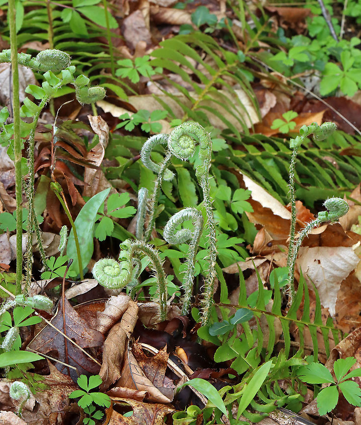 Christmas Fern Fiddleheads - Polystichum acrostichoides The young fiddleheads are silvery and heavily scaled.<br />
<br />
Habitat: Moist forest/floodplain<br />
<figure class="photo"><a href="https://www.jungledragon.com/image/127908/christmas_fern_fiddlehead_-_polystichum_acrostichoides.html" title="Christmas Fern Fiddlehead - Polystichum acrostichoides"><img src="https://s3.amazonaws.com/media.jungledragon.com/images/3232/127908_thumb.jpg?AWSAccessKeyId=05GMT0V3GWVNE7GGM1R2&Expires=1759968010&Signature=FXOzhadR%2Bst0dx5JZUE0K7DPRd8%3D" width="200" height="160" alt="Christmas Fern Fiddlehead - Polystichum acrostichoides The young fiddleheads are silvery and heavily scaled.<br />
<br />
Habitat: Moist forest/floodplain<br />
https://www.jungledragon.com/image/127909/christmas_fern_fiddleheads_-_polystichum_acrostichoides.html Christmas fern,Geotagged,Polystichum,Polystichum acrostichoides,Spring,United States,fern,fiddlehead" /></a></figure> Christmas fern,Geotagged,Polystichum acrostichoides,Spring,United States