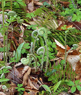Christmas Fern Fiddleheads - Polystichum acrostichoides The young fiddleheads are silvery and heavily scaled.

Habitat: Moist forest/floodplain
https://www.jungledragon.com/image/127908/christmas_fern_fiddlehead_-_polystichum_acrostichoides.html Christmas fern,Geotagged,Polystichum acrostichoides,Spring,United States