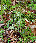 Christmas Fern Fiddleheads - Polystichum acrostichoides The young fiddleheads are silvery and heavily scaled.<br />
<br />
Habitat: Moist forest/floodplain<br />
https://www.jungledragon.com/image/127908/christmas_fern_fiddlehead_-_polystichum_acrostichoides.html Christmas fern,Geotagged,Polystichum acrostichoides,Spring,United States