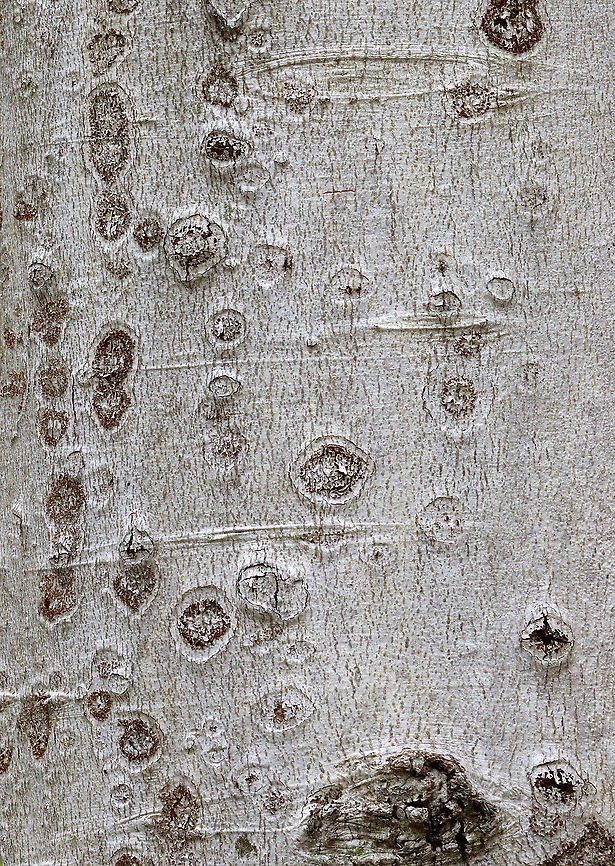 Beech Bark Disease - Neonectria faginata Beech bark disease causes defects and mortality in beech trees. The disease occurs after bark invasion by the scale insects, Xylococculus betulae and Cryptococcus fagisuga. Feeding by these insects causes the fungus (Neonectria faginata (previously Nectria coccinea var. faginata)) to produce cankers on the bark of the tree, which leads to the formation of lesions around the tree, eventually resulting in canopy death. <br />
<br />
Host: Beech (Fagus grandifolia); deciduous forest Beech Bark Disease,Geotagged,Neonectria,Neonectria coccinea var. faginata,Neonectria faginata,Spring,United States,beech,beech bark disease,canker,fagus,fungus,pathogen,plant pathogen