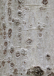 Beech Bark Disease - Neonectria faginata Beech bark disease causes defects and mortality in beech trees. The disease occurs after bark invasion by the scale insects, Xylococculus betulae and Cryptococcus fagisuga. Feeding by these insects causes the fungus (Neonectria faginata (previously Nectria coccinea var. faginata)) to produce cankers on the bark of the tree, which leads to the formation of lesions around the tree, eventually resulting in canopy death. 

Host: Beech (Fagus grandifolia); deciduous forest Beech Bark Disease,Geotagged,Neonectria,Neonectria coccinea var. faginata,Neonectria faginata,Spring,United States,beech,beech bark disease,canker,fagus,fungus,pathogen,plant pathogen