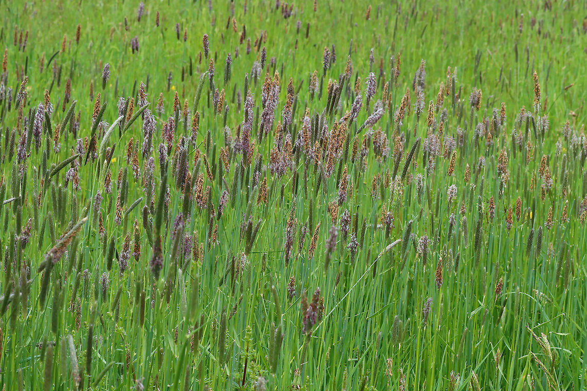 Field Meadow Foxtail - Alopecurus pratensis Habitat: Meadow Alopecurus,Alopecurus pratensis,Field meadow foxtail,Geotagged,Spring,United States,foxtail,grass