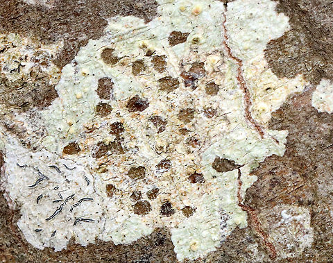 Lecanora symmicta The ID is for the lichen near the middle with all the holes in it....A slug ate the lichen's apothecia!

Habitat: Hardwood tree; deciduous forest
https://www.jungledragon.com/image/127944/lecanora_symmicta.html Geotagged,Lecanora symmicta,Spring,United States