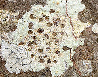 Lecanora symmicta The ID is for the lichen near the middle with all the holes in it....A slug ate the lichen's apothecia!<br />
<br />
Habitat: Hardwood tree; deciduous forest<br />
https://www.jungledragon.com/image/127944/lecanora_symmicta.html Geotagged,Lecanora symmicta,Spring,United States