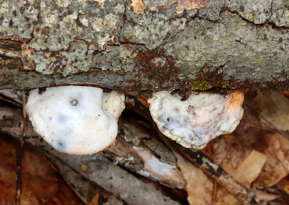 Tyromyces chioneus Habitat: Hardwood; deciduous forest<br />
<figure class="photo"><a href="https://www.jungledragon.com/image/127943/protocrea_pallida_on_tyromyces_chioneus.html" title="Protocrea pallida on Tyromyces chioneus"><img src="https://s3.amazonaws.com/media.jungledragon.com/images/3232/127943_thumb.jpg?AWSAccessKeyId=05GMT0V3GWVNE7GGM1R2&Expires=1759968010&Signature=d%2BesQwLbiAmPQb%2F%2BKW3GLhj1PyQ%3D" width="200" height="160" alt="Protocrea pallida on Tyromyces chioneus Tentative ID for the orange spots on the fruiting body.<br />
<br />
Habitat: Growing on Tyromyces chioneus; deciduous forest<br />
https://www.jungledragon.com/image/127942/polypore_fruiting_bodies_-_fomitopsidaceae_or_polyporaceae.html Geotagged,Protocrea,Protocrea pallida,Spring,Tyromyces chioneus,United States,parasitic fungus" /></a></figure> Geotagged,Spring,Tyromyces,Tyromyces chioneus,United States,White Cheese Polypore,fungus,polypore