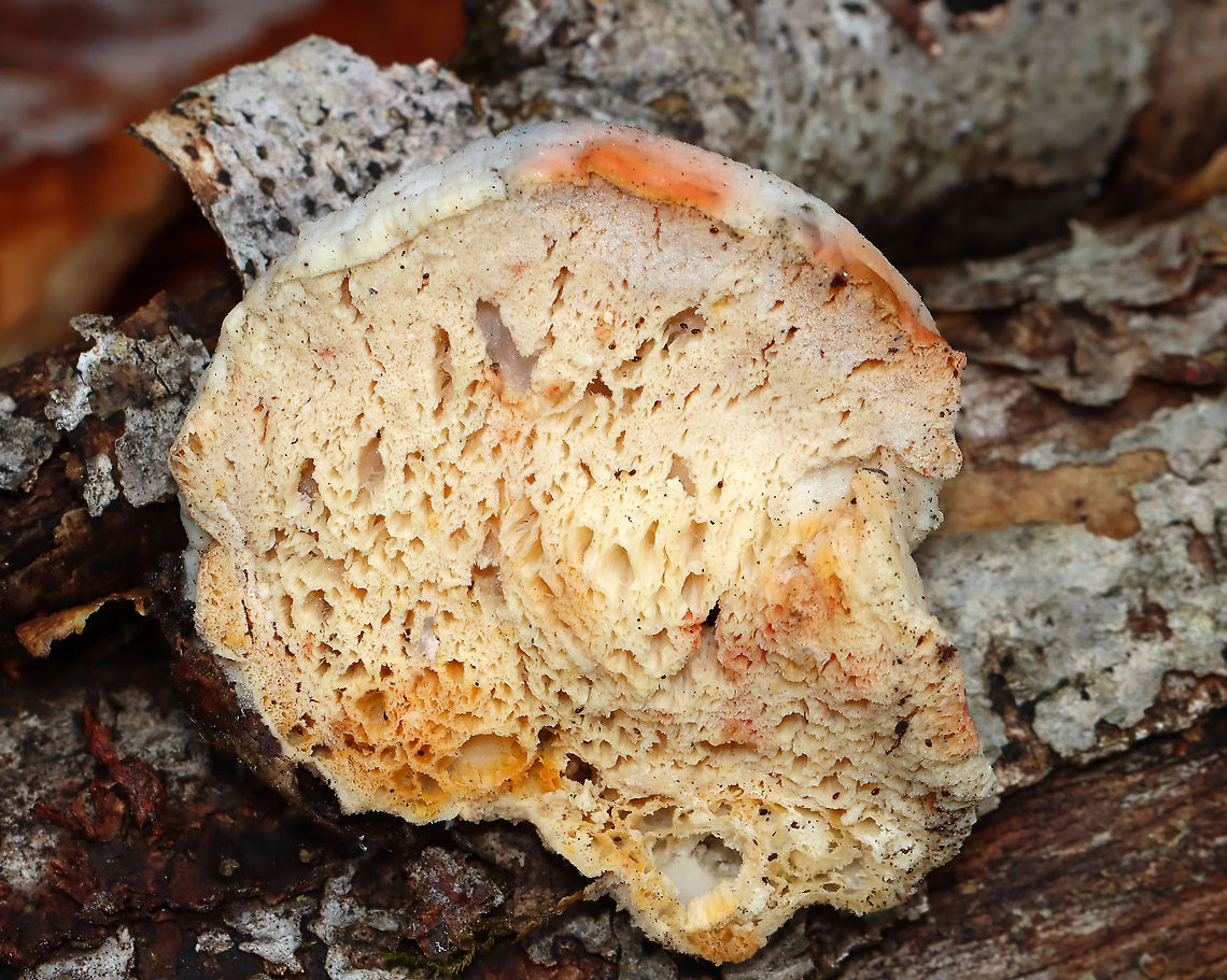 Protocrea pallida on Tyromyces chioneus Tentative ID for the orange spots on the fruiting body.<br />
<br />
Habitat: Growing on Tyromyces chioneus; deciduous forest<br />
<figure class="photo"><a href="https://www.jungledragon.com/image/127942/tyromyces_chioneus.html" title="Tyromyces chioneus"><img src="https://s3.amazonaws.com/media.jungledragon.com/images/3232/127942_thumb.jpg?AWSAccessKeyId=05GMT0V3GWVNE7GGM1R2&Expires=1770854410&Signature=kmvxlAAmiyIInc25R0R8Am0SWvs%3D" width="200" height="144" alt="Tyromyces chioneus Habitat: Hardwood; deciduous forest<br />
https://www.jungledragon.com/image/127943/polypore_fruiting_bodies_-_fomitopsidaceae_or_polyporaceae.html Geotagged,Spring,Tyromyces,Tyromyces chioneus,United States,White Cheese Polypore,fungus,polypore" /></a></figure> Geotagged,Protocrea,Protocrea pallida,Spring,Tyromyces chioneus,United States,parasitic fungus