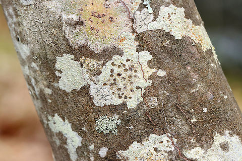 Lecanora symmicta The ID is for the lichen near the middle with all the holes in it....A slug ate the lichen's apothecia!

Habitat: Hardwood tree; deciduous forest
https://www.jungledragon.com/image/127941/lecanora_symmicta.html Geotagged,Lecanora,Lecanora symmicta,Spring,United States,lichen