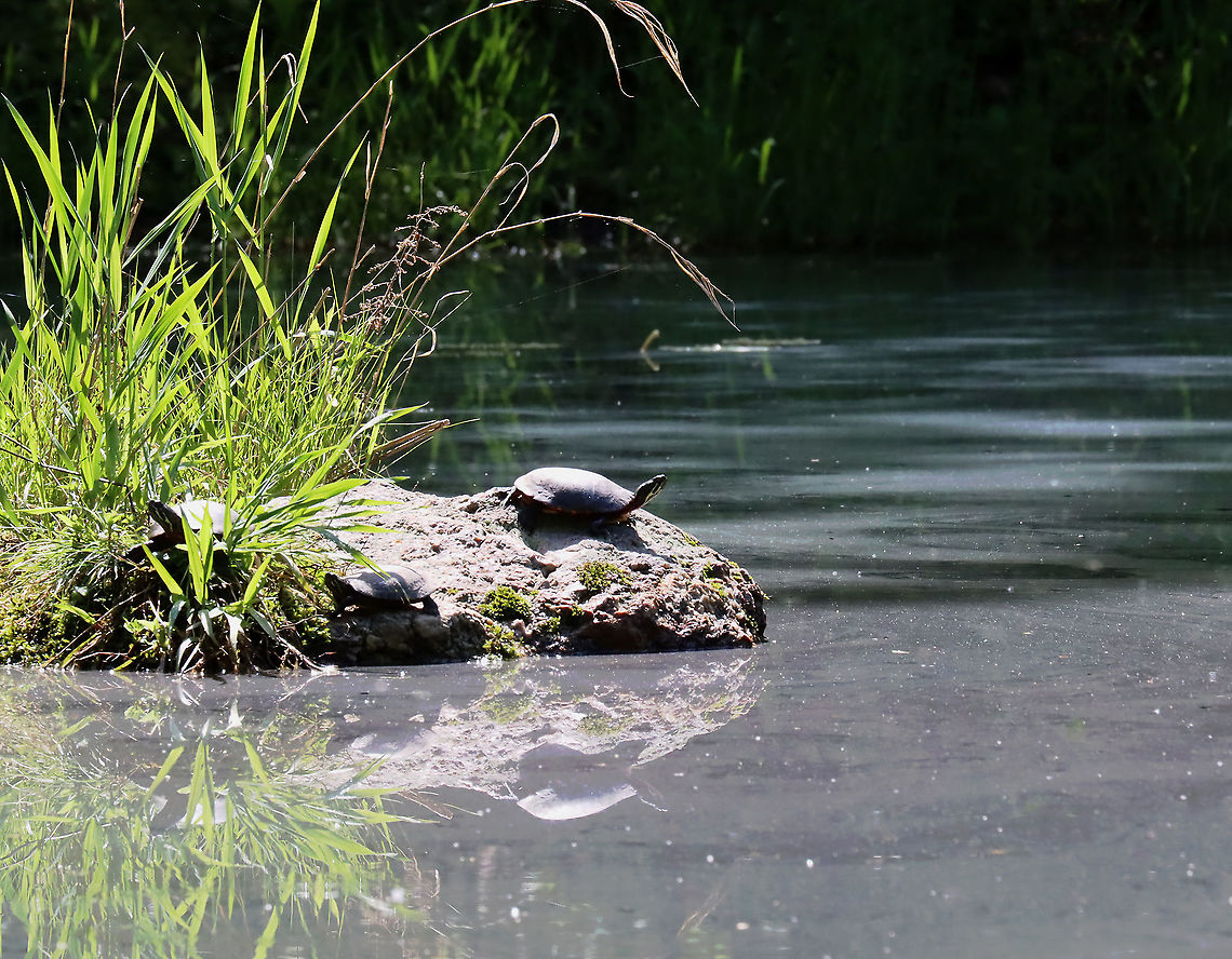 Painted Turtles -  Chrysemys picta There are always turtles on this rock. This past summer, I saw a huge snapping turtle on it, but it dove into the pond before I could get a photo. The film on the water is pollen!<br />
<br />
Habitat: Woodland pond Chrysemys,Chrysemys picta,Geotagged,Painted turtle,Spring,United States,turtle