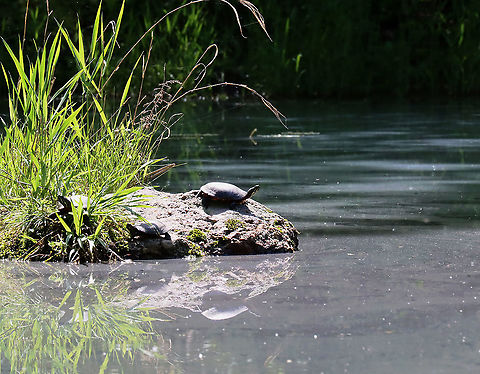 Painted Turtles -  Chrysemys picta There are always turtles on this rock. This past summer, I saw a huge snapping turtle on it, but it dove into the pond before I could get a photo. The film on the water is pollen!

Habitat: Woodland pond Chrysemys,Chrysemys picta,Geotagged,Painted turtle,Spring,United States,turtle