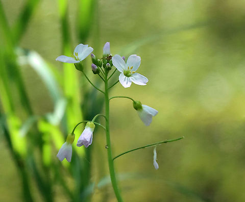 Cuckooflower - Cardamine pratensis Habitat: Pondside; deciduous forest Brassicaceae,Cardamine,Cardamine pratensis,Cuckooflower,Geotagged,Spring,United States,lady's smock