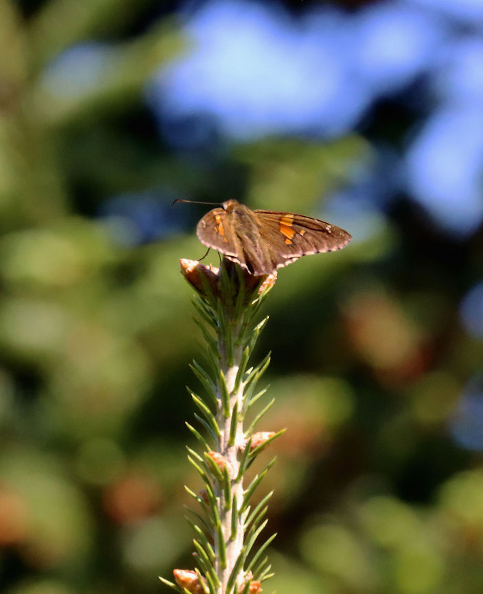 Silver-Spotted Skipper - Epargyreus clarus Chocolate-brown skipper with a golden band on the forewings and a large, silver, irregular spot on the hindwings (below).<br />
<br />
Habitat: Sunning itself at the very top of a spruce tree; spruce meadow Epargyreus,Epargyreus clarus,Geotagged,Hesperiidae,Silver-spotted Skipper,Spring,United States,butterfly,lepidoptera,skipper