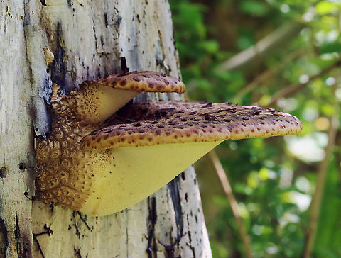 Dryad's Saddle - Polyporus squamosus Habitat: Growing on a rotting tree. It has grown in this same spot for at least 5 years. I never get close to it, though, because it is surrounded by a patch of poison ivy.  Dryad's Saddle,Geotagged,Polyporus,Polyporus squamosus,Spring,United States,fungus,mushroom,polypore