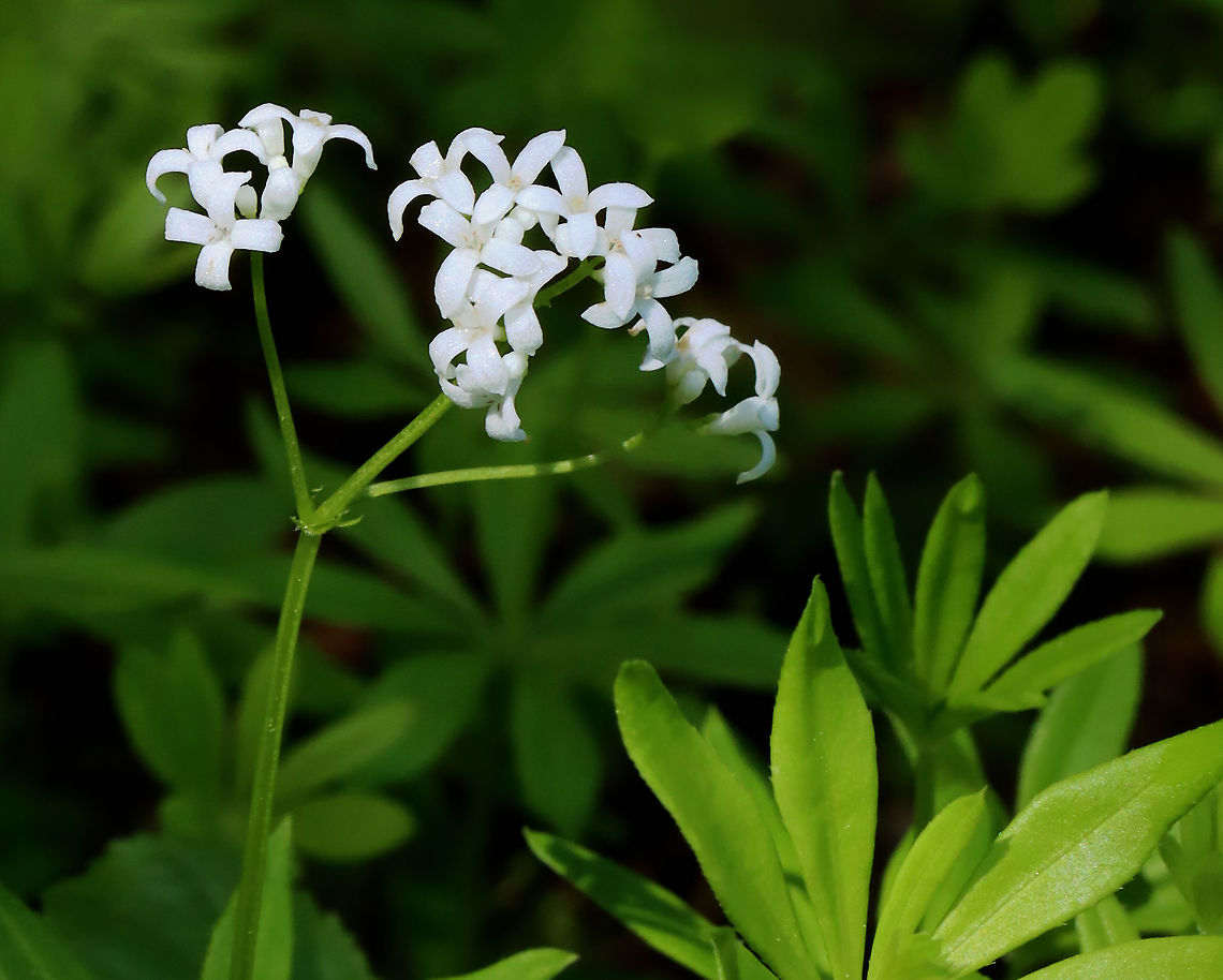 Sweetscented Bedstraw - Galium odoratum This mat-forming plant produces whorls of 6 to 8 fragrant leaves, which smell like freshly mowed hay. The sweet scent of this plant is derived from coumarin. This smell increases with wilting and the dried plant is used in potpourri, as a moth deterrent, and as a flavoring in beverages. I love the smell &lt;3.<br />
<br />
Habitat: Mixed forest<br />
<figure class="photo"><a href="https://www.jungledragon.com/image/127950/sweetscented_bedstraw_-_galium_odoratum.html" title="Sweetscented Bedstraw - Galium odoratum"><img src="https://s3.amazonaws.com/media.jungledragon.com/images/3232/127950_thumb.jpg?AWSAccessKeyId=05GMT0V3GWVNE7GGM1R2&Expires=1769040010&Signature=1UyxU7NC61996%2F9tAILK2ySMNgI%3D" width="200" height="152" alt="Sweetscented Bedstraw - Galium odoratum This mat-forming plant produces whorls of 6 to 8 fragrant leaves, which smell like freshly mowed hay. The sweet scent of this plant is derived from coumarin. This smell increases with wilting and the dried plant is used in potpourri, as a moth deterrent, and as a flavoring in beverages. I love the smell &lt;3.<br />
<br />
Habitat: Mixed forest<br />
https://www.jungledragon.com/image/127949/sweetscented_bedstraw_-_galium_odoratum.html Galium,Galium odoratum,Geotagged,Spring,Sweetscented Bedstraw,United States,bedstraw" /></a></figure> Galium odoratum,Geotagged,Spring,Sweetscented Bedstraw,United States