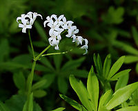 Sweetscented Bedstraw - Galium odoratum This mat-forming plant produces whorls of 6 to 8 fragrant leaves, which smell like freshly mowed hay. The sweet scent of this plant is derived from coumarin. This smell increases with wilting and the dried plant is used in potpourri, as a moth deterrent, and as a flavoring in beverages. I love the smell <3.<br />
<br />
Habitat: Mixed forest<br />
https://www.jungledragon.com/image/127950/sweetscented_bedstraw_-_galium_odoratum.html Galium odoratum,Geotagged,Spring,Sweetscented Bedstraw,United States