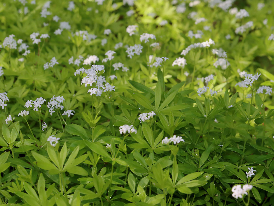 Sweetscented Bedstraw - Galium odoratum This mat-forming plant produces whorls of 6 to 8 fragrant leaves, which smell like freshly mowed hay. The sweet scent of this plant is derived from coumarin. This smell increases with wilting and the dried plant is used in potpourri, as a moth deterrent, and as a flavoring in beverages. I love the smell &lt;3.<br />
<br />
Habitat: Mixed forest<br />
<figure class="photo"><a href="https://www.jungledragon.com/image/127949/sweetscented_bedstraw_-_galium_odoratum.html" title="Sweetscented Bedstraw - Galium odoratum"><img src="https://s3.amazonaws.com/media.jungledragon.com/images/3232/127949_thumb.jpg?AWSAccessKeyId=05GMT0V3GWVNE7GGM1R2&Expires=1759968010&Signature=Tg9f6u2dQ2zVACGIx5pbVLZBQxo%3D" width="200" height="162" alt="Sweetscented Bedstraw - Galium odoratum This mat-forming plant produces whorls of 6 to 8 fragrant leaves, which smell like freshly mowed hay. The sweet scent of this plant is derived from coumarin. This smell increases with wilting and the dried plant is used in potpourri, as a moth deterrent, and as a flavoring in beverages. I love the smell &lt;3.<br />
<br />
Habitat: Mixed forest<br />
https://www.jungledragon.com/image/127950/sweetscented_bedstraw_-_galium_odoratum.html Galium odoratum,Geotagged,Spring,Sweetscented Bedstraw,United States" /></a></figure> Galium,Galium odoratum,Geotagged,Spring,Sweetscented Bedstraw,United States,bedstraw