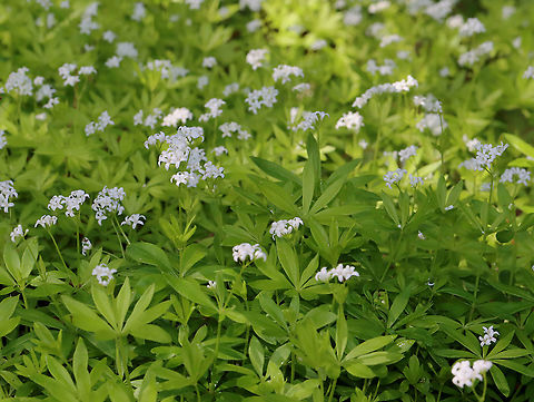 Sweetscented Bedstraw - Galium odoratum This mat-forming plant produces whorls of 6 to 8 fragrant leaves, which smell like freshly mowed hay. The sweet scent of this plant is derived from coumarin. This smell increases with wilting and the dried plant is used in potpourri, as a moth deterrent, and as a flavoring in beverages. I love the smell <3.

Habitat: Mixed forest
https://www.jungledragon.com/image/127949/sweetscented_bedstraw_-_galium_odoratum.html Galium,Galium odoratum,Geotagged,Spring,Sweetscented Bedstraw,United States,bedstraw