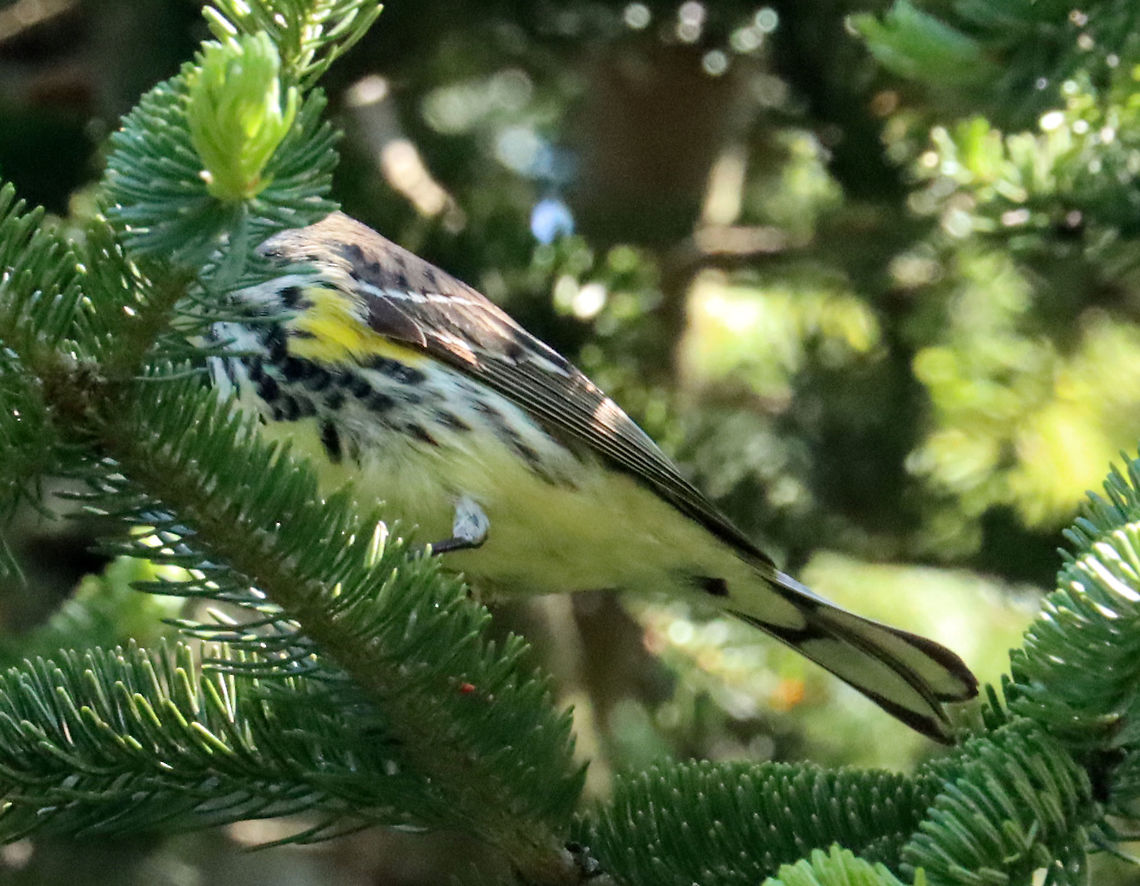 Yellow-rumped Warbler - Setophaga coronata I know this picture is bad, but I was so excited to see this beautiful bird, so I&#039;m sharing it!<br />
<br />
Habitat: Spruce meadow Geotagged,Setophaga,Setophaga coronata,Spring,United States,Yellow-rumped warbler,warbler