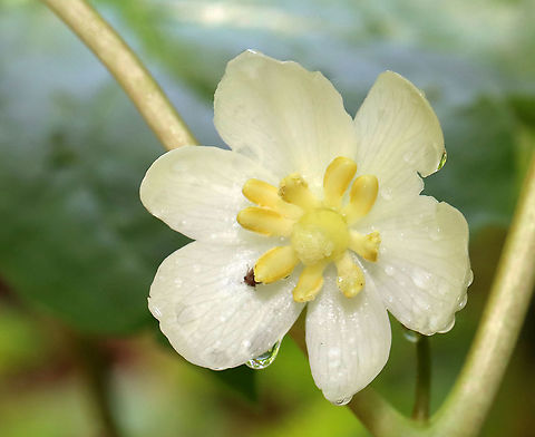 Mayapple Flower - Podophyllum peltatum The common name refers to the May blooming of its apple-like flower. This flower had a cute little hopper hiding on it, which I didn't notice when taking the photo.

Habitat: Mixed forest Geotagged,Mayapple,Podophyllum,Podophyllum peltatum,Spring,United States