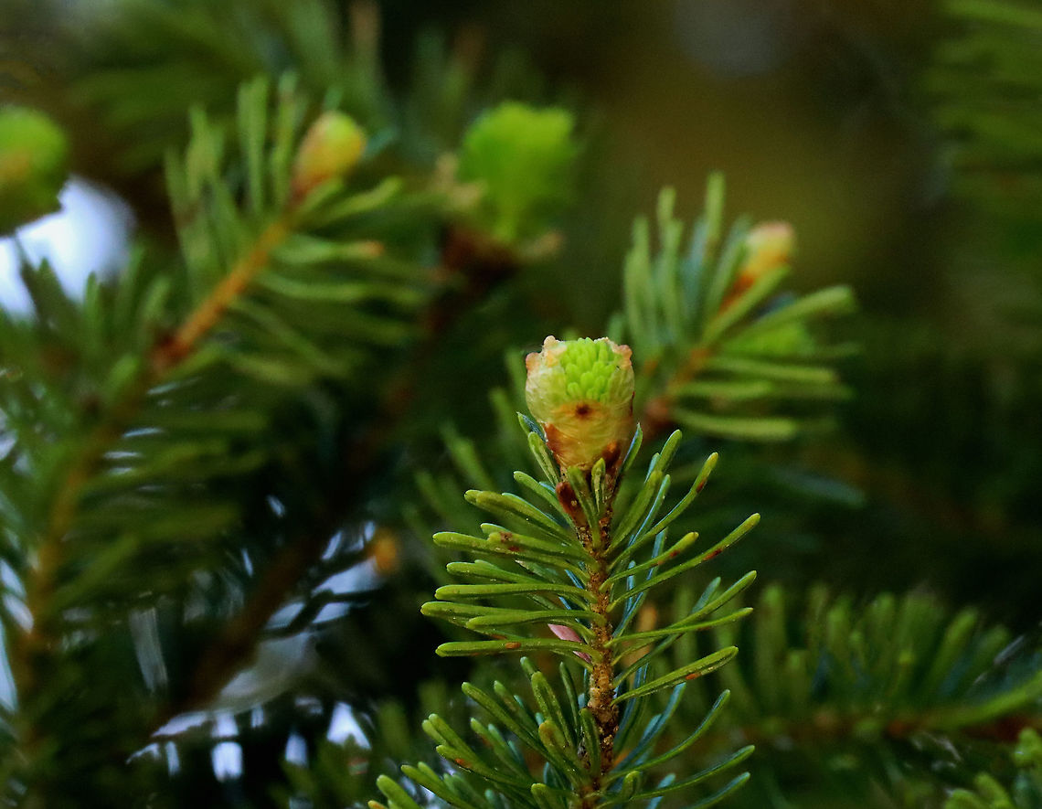 White Spruce Tips - Picea glauca Spruce tips are the new growth put forth by spruce trees in spring.<br />
<br />
This species also has the common name &#039;skunk spruce&#039;, which refers to the fact that the needles smell like skunk when crushed! Despite this, they are very yummy - they have an astringent citrus/pine flavor that can be good to flavor syrups and other foods or eaten raw. Although, the flavor is different between trees and species of spruce and some can be super repugnant. <br />
<br />
You should never harvest too many (not more than 10-20%) and never from young trees. It doesn&#039;t take many to add flavor to whatever you are cooking because the tips can be really strong. Less is better.<br />
<br />
Habitat: Spruce meadow Geotagged,Picea glauca,Spring,United States,White spruce,picea,skunk spruce,spruce